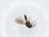  (Idris sp. 3 HC-2018 - CBG-A12984-D02)  @11 [ ] CreativeCommons - Attribution Share - Alike (2023) Centre for Biodiversity Genomics Centre for Biodiversity Genomics