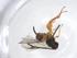  (Apanteles sp. 4 SY-2018 - CBG-A13047-G02)  @11 [ ] CreativeCommons - Attribution Share - Alike (2023) Centre for Biodiversity Genomics Centre for Biodiversity Genomics