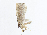  ( - CBG-A13304-D01)  @11 [ ] CreativeCommons - Attribution Share - Alike (2023) CBG Photography Group Centre for Biodiversity Genomics