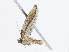  ( - CBG-A13304-D04)  @11 [ ] CreativeCommons - Attribution Share - Alike (2023) CBG Photography Group Centre for Biodiversity Genomics