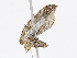  ( - CBG-A13304-D06)  @11 [ ] CreativeCommons - Attribution Share - Alike (2023) CBG Photography Group Centre for Biodiversity Genomics