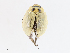  (Paropsisterna bimaculata - CBG-A13304-E03)  @11 [ ] CreativeCommons - Attribution Share - Alike (2023) CBG Photography Group Centre for Biodiversity Genomics