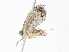  ( - CBG-A13308-B11)  @11 [ ] CreativeCommons - Attribution Share - Alike (2023) CBG Photography Group Centre for Biodiversity Genomics