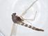  (Yarrhpelopia - CBG-A14578-D04)  @11 [ ] CreativeCommons - Attribution Share - Alike (2023) Centre for Biodiversity Genomics Centre for Biodiversity Genomics
