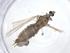  (Amphineurus - CBG-A14946-H01)  @11 [ ] CreativeCommons - Attribution Share - Alike (2023) Centre for Biodiversity Genomics Centre for Biodiversity Genomics