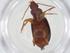  (Trechimorphus - CBG-A14953-F02)  @11 [ ] CreativeCommons - Attribution Share - Alike (2023) Centre for Biodiversity Genomics Centre for Biodiversity Genomics