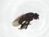  (Howickia flaviterga - CBG-A15849-H02)  @11 [ ] CreativeCommons - Attribution Share - Alike (2023) Centre for Biodiversity Genomics Centre for Biodiversity Genomics