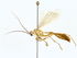  ( - BIOUG77712-A08)  @11 [ ] CreativeCommons - Attribution (2022) CBG Photography Group Centre for Biodiversity Genomics
