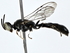  ( - BIOUG77712-A12)  @11 [ ] CreativeCommons - Attribution (2022) CBG Photography Group Centre for Biodiversity Genomics