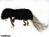  ( - BIOUG43107-C06)  @11 [ ] CreativeCommons - Attribution (2020) CBG Photography Group Centre for Biodiversity Genomics