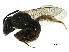  (Lasioglossum zephyrum - BIOUG36360-H04)  @13 [ ] CreativeCommons - Attribution (2018) CBG Photography Group Centre for Biodiversity Genomics