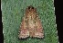  ( - IP_A101)  @11 [ ] by-nc-sa (2020) Ivica Pakrac Varazdin City Museum