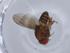  (Scaptodrosophila scutellimargo - BIOUG66982-G01)  @11 [ ] CreativeCommons - Attribution (2021) Centre for Biodiversity Genomics Centre for Biodiversity Genomics