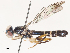  ( - CBG-A51929-H11)  @11 [ ] CreativeCommons - Attribution Share - Alike (2024) CBG Photography Group Centre for Biodiversity Genomics