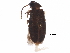  ( - BIOUG25030-F04)  @14 [ ] CreativeCommons - Attribution (2018) CBG Photography Group Centre for Biodiversity Genomics