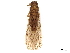  (Peltoperla tarteri - BIOUG42829-A06)  @11 [ ] CreativeCommons - Attribution (2021) CBG Photography Group Centre for Biodiversity Genomics