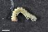  (Brachydesmus subterraneus - ZFMK-TIS-2564009)  @11 [ ] CreativeCommons  Attribution Share-Alike (by-sa) 1561 (2016) Unspecified Zoologisches Forschungsmuseum Alexander Koenig