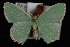  (Nemoria lixaria - 09-JDWGEO-306)  @14 [ ] CreativeCommons - Attribution (2010) Unspecified University of British Columbia
