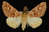  (Caripeta aequaliaria - 09-JDWGEO-405)  @15 [ ] CreativeCommons - Attribution (2010) Unspecified University of British Columbia