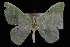  (Nemoria subsequens - 09-JDWGEO-313)  @14 [ ] CreativeCommons - Attribution (2010) Unspecified University of British Columbia