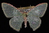  (Nemoria daedalea - 09-JDWGEO-317)  @14 [ ] CreativeCommons - Attribution (2010) Unspecified University of British Columbia