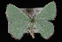  (Nemoria extremaria - 09-JDWGEO-320)  @14 [ ] CreativeCommons - Attribution (2010) Unspecified University of British Columbia