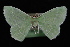  (Nemoria tuscarora - 09-JDWGEO-323)  @13 [ ] CreativeCommons - Attribution (2010) Unspecified University of British Columbia