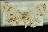  (Epiplema incolorata - 09-JDWGEO-448)  @11 [ ] CreativeCommons - Attribution (2010) Unspecified University of British Columbia