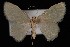  (Chlorochlamys phyllinaria - 09-JDWGEO-382)  @14 [ ] CreativeCommons - Attribution (2010) Unspecified University of British Columbia