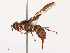  ( - CBG-B07460-A06)  @11 [ ] CreativeCommons - Attribution Share - Alike (2025) CBG Photography Group Centre for Biodiversity Genomics