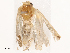  ( - CBG-B19180-D12)  @11 [ ] CreativeCommons - Attribution Share - Alike (2025) CBG Photography Group Centre for Biodiversity Genomics