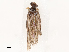  ( - CBG-B19180-F12)  @11 [ ] CreativeCommons - Attribution Share - Alike (2025) CBG Photography Group Centre for Biodiversity Genomics