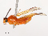  (Helopeltis schoutedeni - CBG-B19181-A12)  @11 [ ] CreativeCommons - Attribution Share - Alike (2025) CBG Photography Group Centre for Biodiversity Genomics
