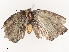  ( - CBG-B07459-B04)  @11 [ ] CreativeCommons - Attribution Share - Alike (2025) CBG Photography Group Centre for Biodiversity Genomics