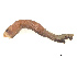  ( - CBG-B19170-G06)  @11 [ ] CreativeCommons - Attribution Share - Alike (2025) CBG Photography Group Centre for Biodiversity Genomics