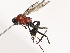  (Larpelites - CBG-B07588-B03)  @11 [ ] CreativeCommons - Attribution Share - Alike (2025) CBG Photography Group Centre for Biodiversity Genomics