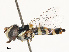  ( - CBG-B07594-B10)  @11 [ ] CreativeCommons - Attribution Share - Alike (2025) CBG Photography Group Centre for Biodiversity Genomics