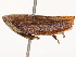  ( - CBG-B07471-B10)  @11 [ ] CreativeCommons - Attribution Share - Alike (2025) CBG Photography Group Centre for Biodiversity Genomics