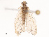  (Micromus timidus - CBG-B07471-D04)  @11 [ ] CreativeCommons - Attribution Share - Alike (2025) CBG Photography Group Centre for Biodiversity Genomics