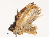  ( - CBG-B07576-H11)  @11 [ ] CreativeCommons - Attribution Share - Alike (2025) CBG Photography Group Centre for Biodiversity Genomics
