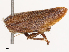  ( - CBG-B07599-E03)  @11 [ ] CreativeCommons - Attribution Share - Alike (2025) CBG Photography Group Centre for Biodiversity Genomics