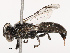  ( - CBG-B21611-A03)  @11 [ ] CreativeCommons - Attribution Share - Alike (2025) CBG Photography Group Centre for Biodiversity Genomics