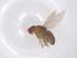  (Drosophila ercepeae - CBG-B07539-D07)  @11 [ ] CreativeCommons - Attribution Share - Alike (2025) Centre for Biodiversity Genomics Centre for Biodiversity Genomics