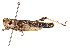  (Heteropternis couloniana - CBG-B07604-F04)  @11 [ ] CreativeCommons - Attribution Share - Alike (2025) CBG Photography Group Centre for Biodiversity Genomics