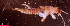  ( - USGSJJGZAP1774N1)  @11 [ ] CreativeCommons - Attribution Non-Commercial Share-Alike (2016) Unspecified U. S. Geological Survey