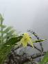  (Coelogyne prasina - CPS-GCC)  @11 [ ] by-nc-sa (2024) Qistina Anis Universiti Putra Malaysia