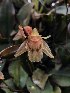  (Coelogyne radicosa - CRC-GCC)  @11 [ ] by-nc-sa (2024) Qistina Anis Universiti Putra Malaysia