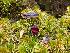  (Corybas villosus - CVLS-GCC)  @11 [ ] by-nc-sa (2024) Qistina Anis Universiti Putra Malaysia