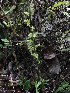  (Platanthera angustata - PTA-GCC)  @11 [ ] by-nc-sa (2024) Qistina Anis Universiti Putra Malaysia