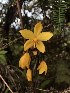  (Spathoglottis aurea - STGA-GCC)  @11 [ ] by-nc-sa (2024) Qistina Anis Universiti Putra Malaysia